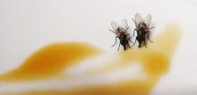 photo de mouches se repaissant de caramel